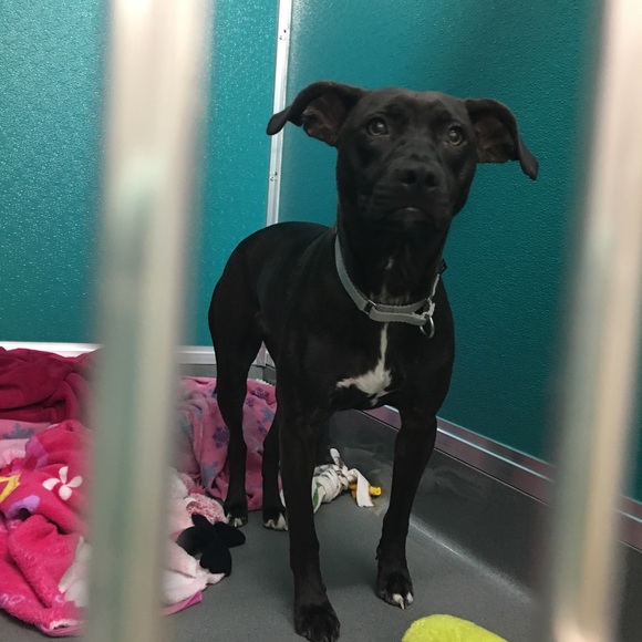 Meet your Posher, Alyssa - Picture 1 of 1